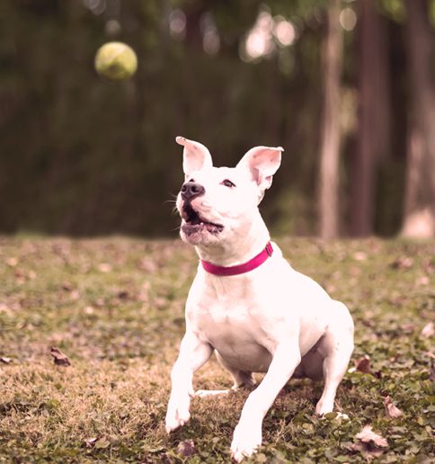 white puppy chasing tennis ball