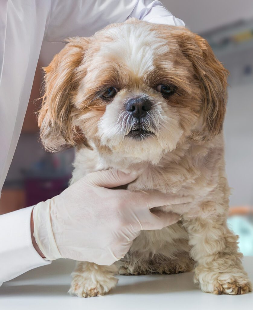 Veterinarian doctor is examining dog in veterinary.