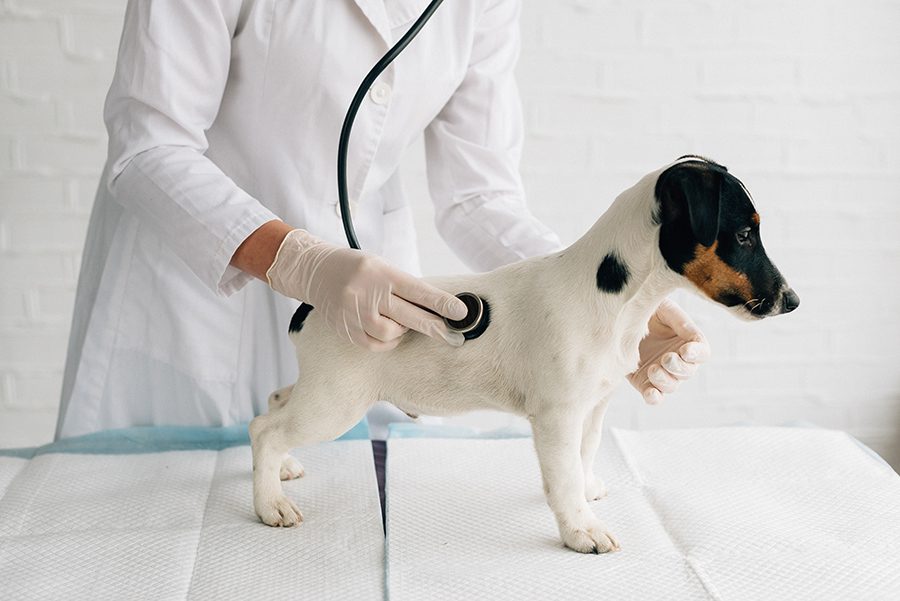 Shot of a young veterinarian doctor using stethoscope listening to the heartbeat of a jack russel terrier canine at the vet clinic pet dog canine heart