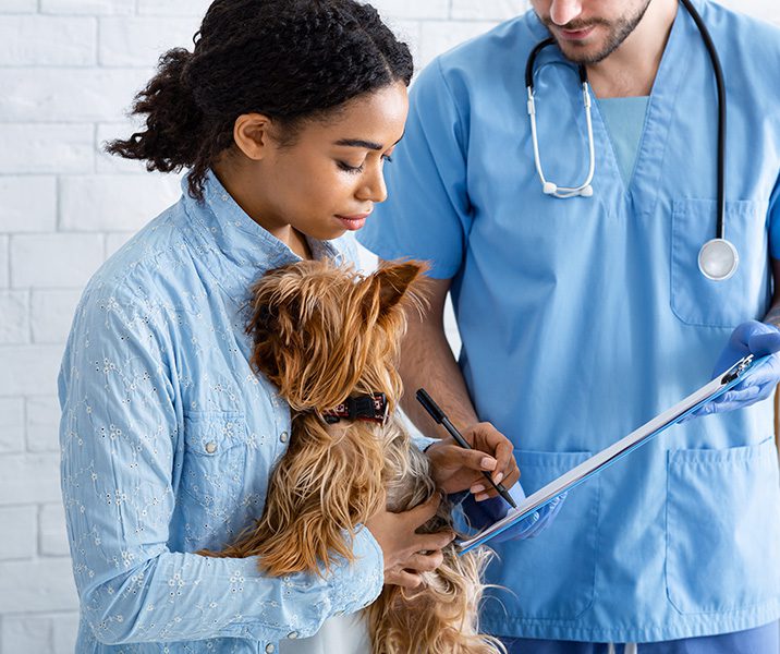 client holding cute Yorkshire terrier dog and vet doctor in animal hospital