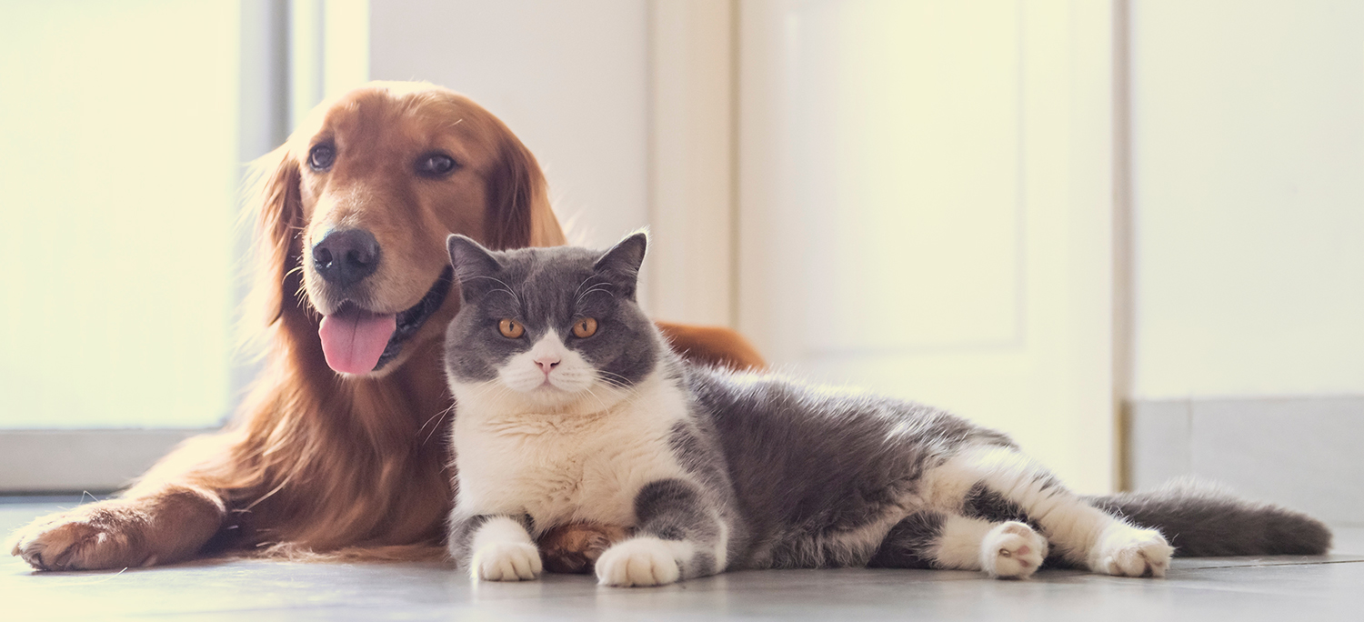 Veterinarian | Vint Hill, VA | Willow Animal Hospital Veterinarian | Vint Hill, VA | Willow Animal Hospital