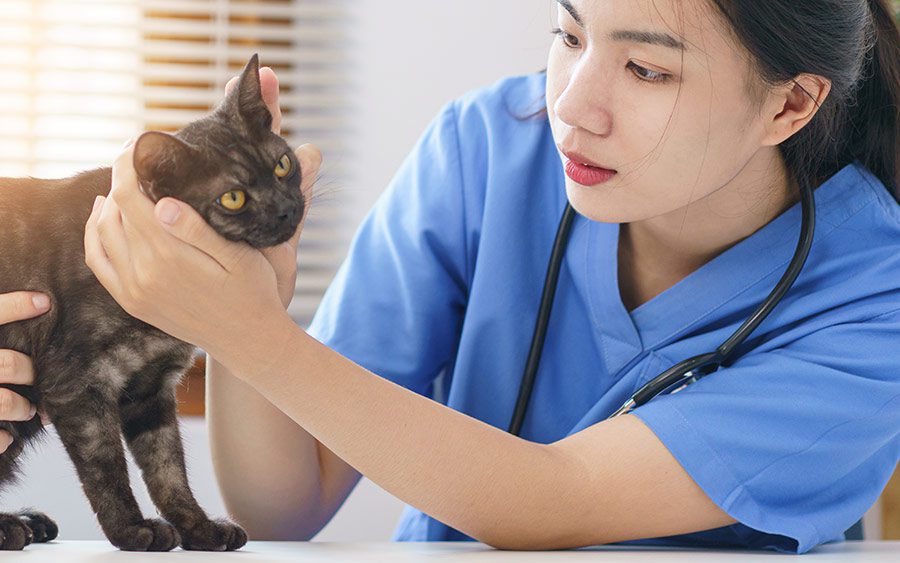 Pet care concept, Female veterinary is examining the cat on examination table in vet clinic