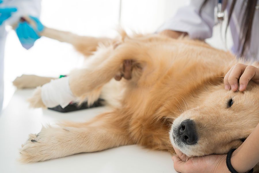 Veterinary examination of dog health. The Golden Retriever is sleeping in the examination room of the Animal Hospital