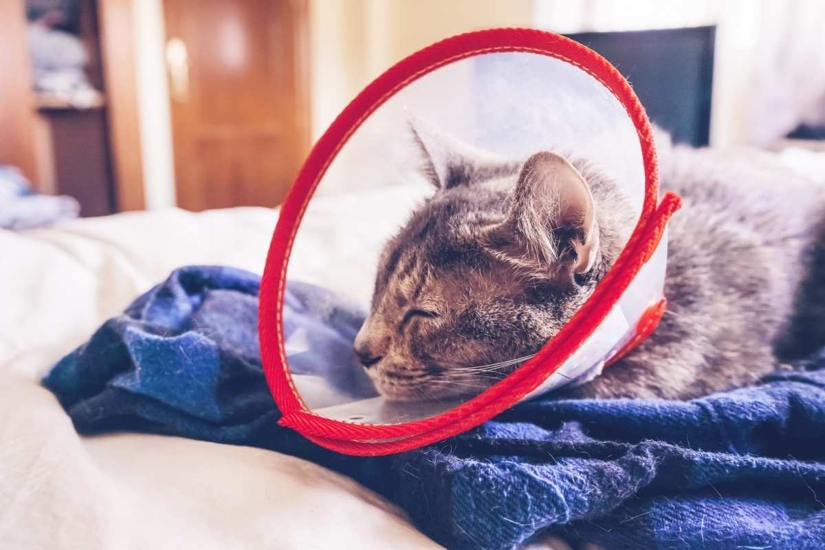 Helping Your Pet Heal: Recovery Foods Recommended by Veterinarians
