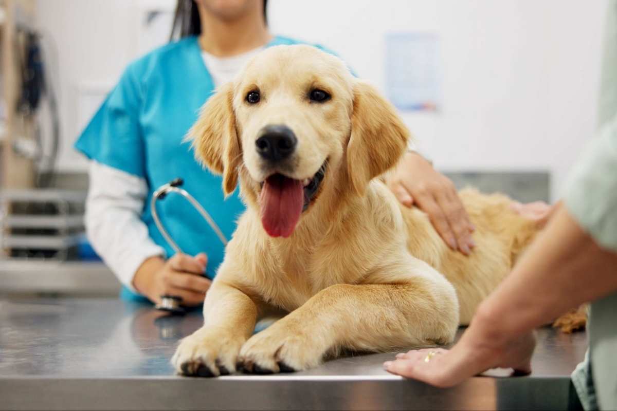 preventive-care-for-pets