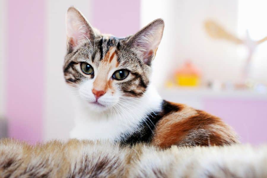 Should You Be Concerned About Your Pet’s Eye Discharge?
