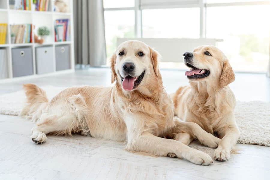When Does Persistent Coughing in Dogs Require Urgent Veterinary Attention?