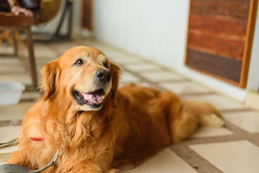 Why Dogs Get Night Anxiety and How to Help Them Sleep