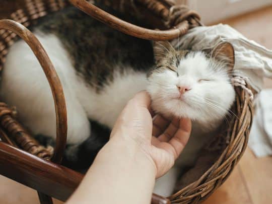My Cat's Third Eyelid Is Showing: What Does It Mean?