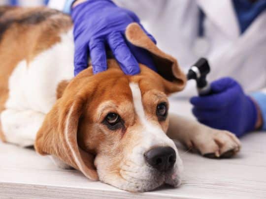 Why Do Pets Keep Getting Ear Infections